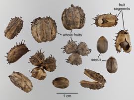   Fruits, seeds:   Ricinus communis ; Photo by D. Walters and L. Seastone, USDA APHIS PPQ, imageID.idtools.org
